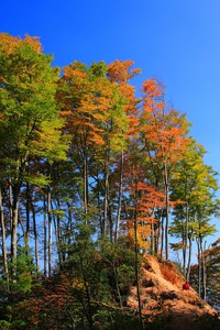 球队连胜止步，雄鹿双核未能带领球队赢得比赛