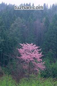 上海申花战胜对手，稳固亚冠出线形势