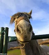 马锰平戴维果请，朵法马侗赢的简单介绍